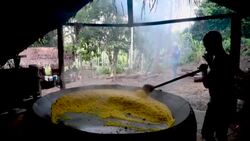 CLEAN : STOCKSHOTS: Brazilian Amazon Indigenous communities produce andiroba oil, cassava flour and açaí News Clip