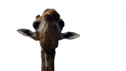 Giraffe sticking out tongue and licking lips Stock Footage