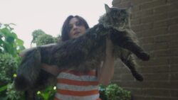 Meet Barivel: The Shy and Special Maine Coon Cat Instructional Video