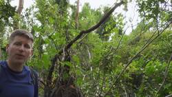 NASA Surveys Hurricane Damage to Puerto Rico’s Forests Instructional Video