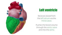 Left ventricle Instructional Video