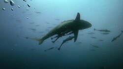 Captivating Shark Encounters Underwater Stock Footage