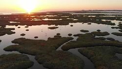 Aerial View of Wetland and Flamingos During Sunset Stock Footage