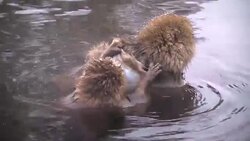 Japanese macaque or snow Japanese monkey with onsen at snow monkey park or Jigokudani Yaen-Koen in Nagano, Japan during the winter season Stock Footage