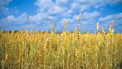The field of wheat growing in a farm field. Stock Footage