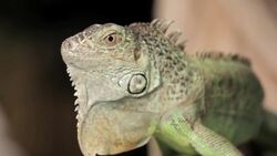 4 Cool Facts about Green Iguanas Instructional Video