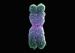 Chromatin Instructional Video
