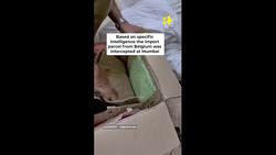 Drug Worth ₹2.7 Crore Seized At Mumbai Airport, Navy Seized 3,300 Kg Of Drugs News Clip