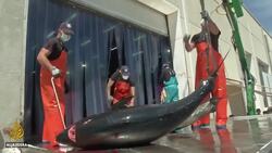 IUCN Red List: Bad news for sharks, Komodo dragon; tuna improving News Clip