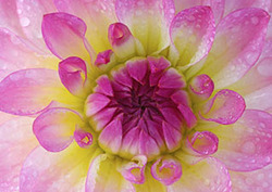 Organismo Instructional Video