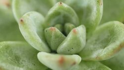 What Ecological Adaptations Enable Life to Flourish in Harsh Desert Climates? Instructional Video