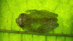 The Amazing World of Animal Color Changing Instructional Video