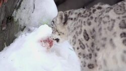 Snow Leopards Enjoy Rare Winter Wonderland in San Diego Instructional Video