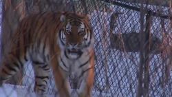 Tigers! Learn about Tigers for Children Instructional Video