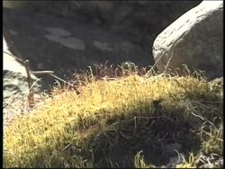 Plants in Our Lives: Predecessors of Plants Instructional Video