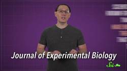 These Slugs See with Their Brains Instructional Video