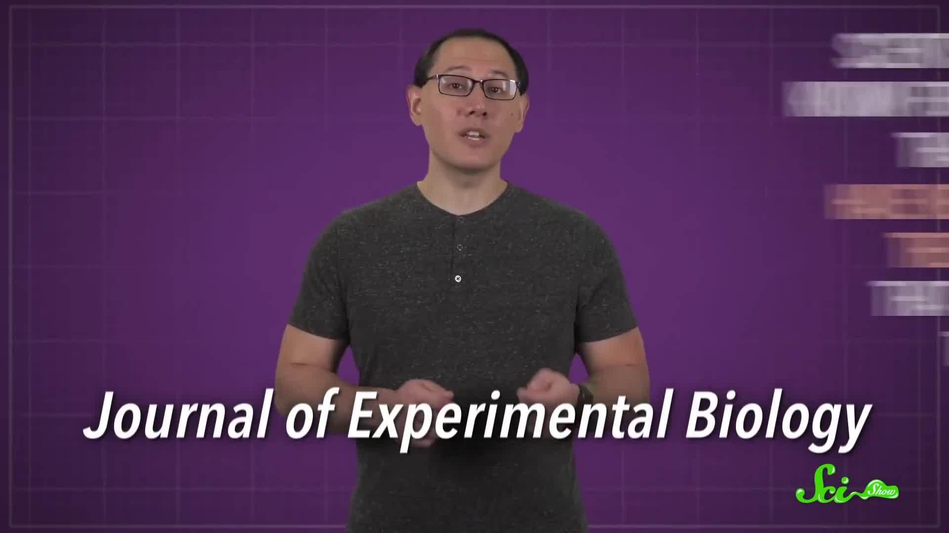 These Slugs See with Their Brains | Science