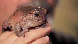 5 Care Tips for Green or Dumpy Tree Frogs Instructional Video