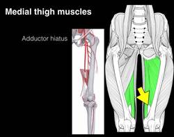 Medial compartment thigh muscles Instructional Video