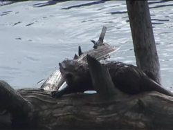 Interactions of Living Things: Interactions in Ecosystems Instructional Video