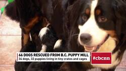 Huge puppy mill bust in B.C. News Clip