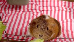 Guinea Pigs Stock Footage