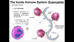 Physiology of Basophils, Mast Cells, & Eosinophils Instructional Video