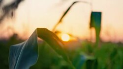 Sunset at cornfield. Organic food. Stock Footage