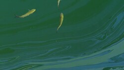 fish and oil slicks on the water Stock Footage