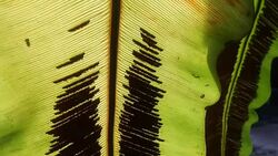 bird's nest fern Stock Footage