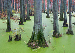 Algae: Diverse and Vital Organisms of Our Ecosystems Instructional Video