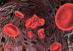 Plasma (biología) Instructional Video