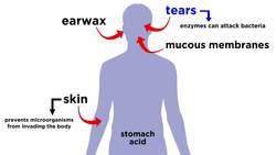 Bacterial Pathogenesis How Bacteria Cause Damage Instructional Video