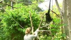 Gibbon Monkeys Make The Most Interesting Sounds Instructional Video