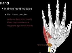 Hand Muscles Instructional Video