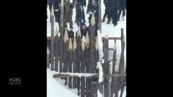 Wet’suwet’en supporters and RCMP standoff over pipeline News Clip