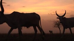 A cattle camp in South Sudan Stock Footage