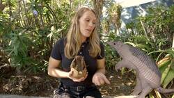 Two Armadillos With a Very Special Job! Instructional Video