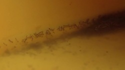 CLEAN : Singapore unveils new mosquito facility in fight against dengue News Clip