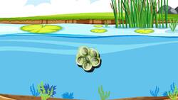 I WONDER - Where Do Amphibians Live? Instructional Video