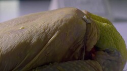 Sequence showing an organic, corn-fed chicken with a yellow-tinged skin. Stock Footage