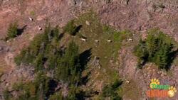 Exploring the World of Goats: From Mountains to Farms Instructional Video