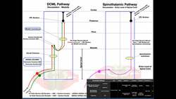 The DCML Pathway EXPLAINED! | Dorsal Columns/Medial Lemniscus Instructional Video