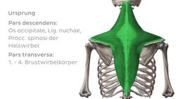 Musculus trapezius Instructional Video