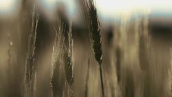 The Black PLague Instructional Video