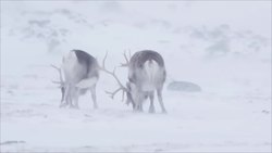 Rudolf is a Girl?! and other Reindeer Facts! Maddie Moate Instructional Video