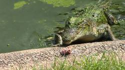 Carnívor Instructional Video