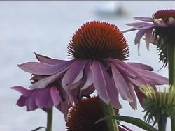 Plant Parts: What Do Plants Need? Instructional Video