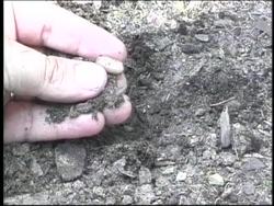 Photosynthesis and Plant Responses: Germination Instructional Video
