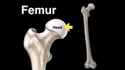 Femur Instructional Video